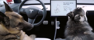 Illustration : "Tesla revoit son système Dog Mode, dédié aux chiens laissés dans les voitures"
