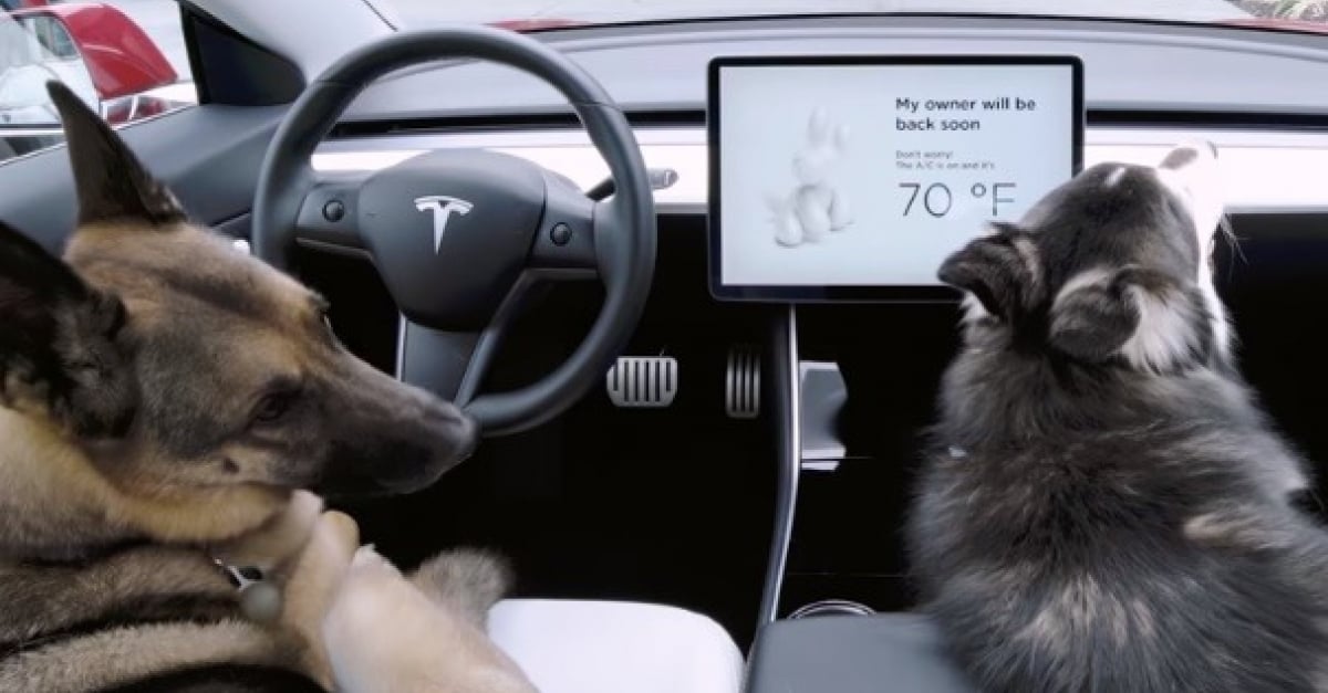 Tesla revoit son système Dog Mode, dédié aux chiens laissés dans les voitures