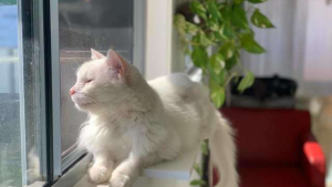 Illustration : Depuis son adoption, c'est avec son pipi que ce chat exprime ses émotions !