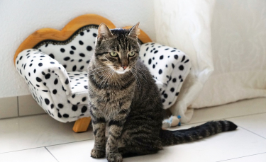 Illustration : "10 signes de stress chez votre chat"