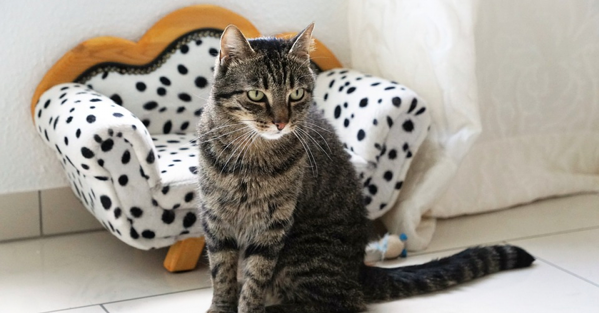 10 Signes De Stress Chez Votre Chat 10 Signes De Stress Chez Votre Chat