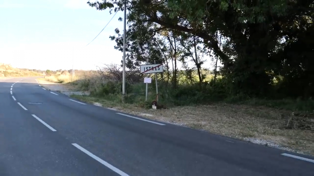 Illustration : "(Vidéo) Pour sensibiliser à la cause des abandons d’animaux un homme laisse son chien sur la route et attend"