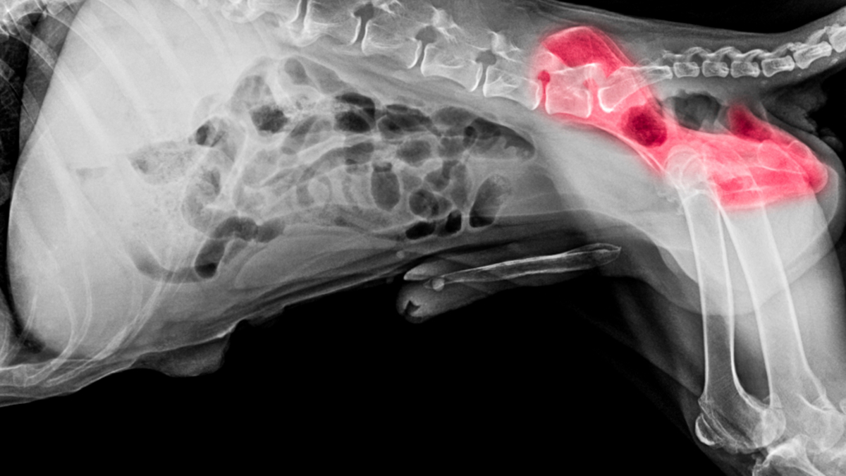 Illustration : "La dysplasie de la hanche chez le chien"