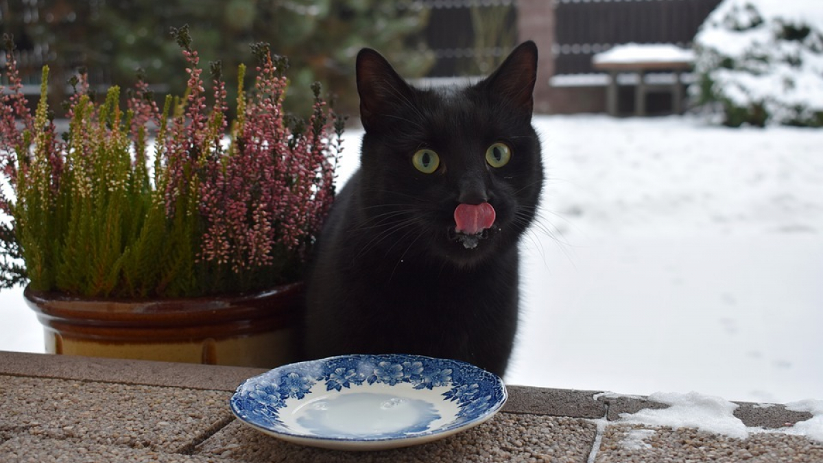 Illustration : "La gentillesse des chats à l’égard de leurs maîtres ne serait motivée que par le besoin de nourriture ?"