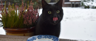 Illustration : "La gentillesse des chats à l’égard de leurs maîtres ne serait motivée que par le besoin de nourriture ?"