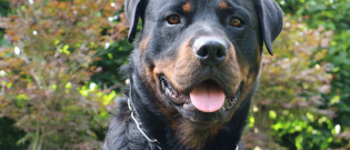 Illustration : "Une fillette entre la vie et la mort après avoir été mordue par un Rottweiler"