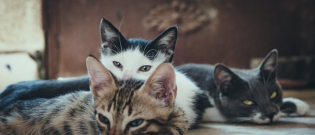 Illustration : "Le déclin de la population féline sur cette île aux chats japonaise enfin expliqué ?"