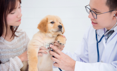 Illustration : "Assurance santé animale : comment la choisir ? "
