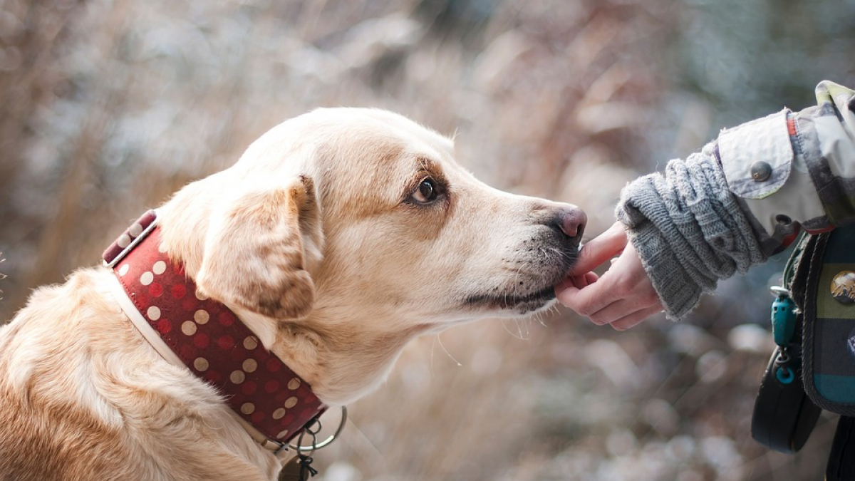 Illustration : "Recrudescence de vols de chien, Une augmentation inquiétante ! "