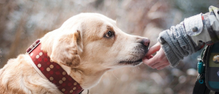 Illustration : "Recrudescence de vols de chien, Une augmentation inquiétante ! "