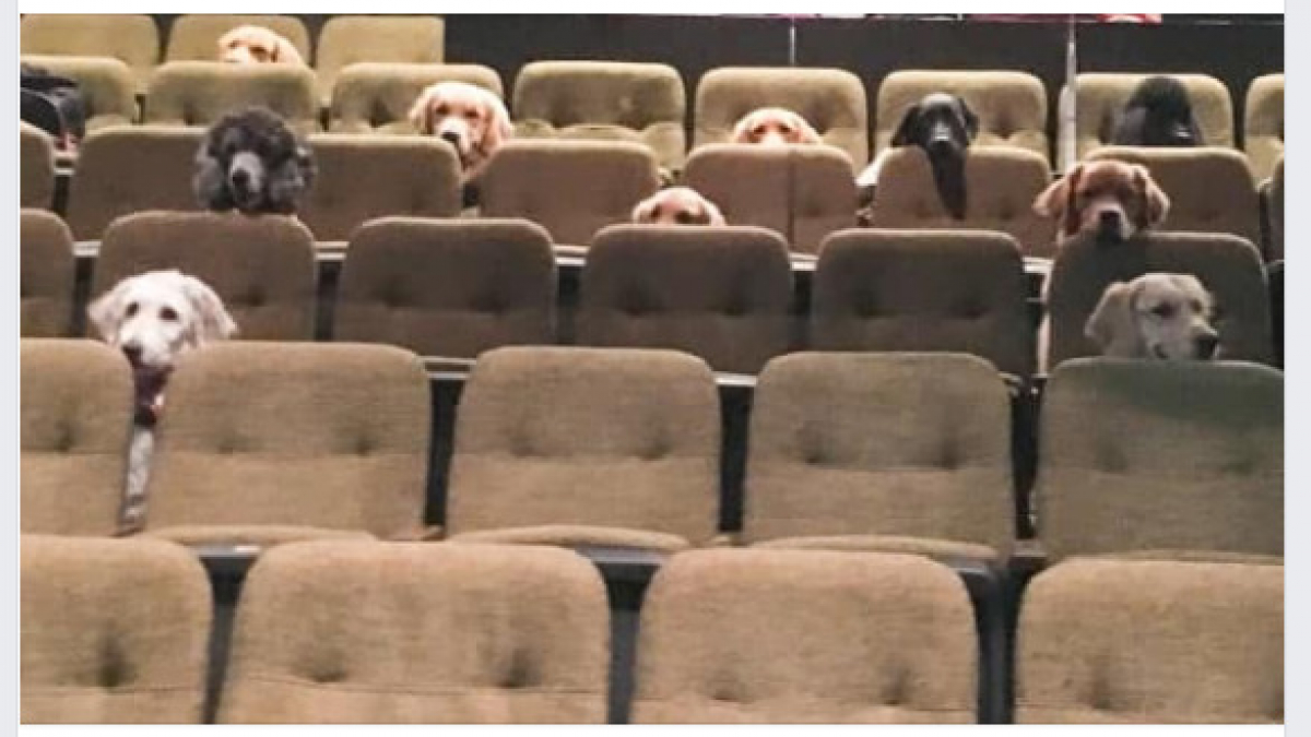 Illustration : "Pour entraîner leur chiens, ces éducateurs ont une manière spéciale, les emmener au théâtre !"