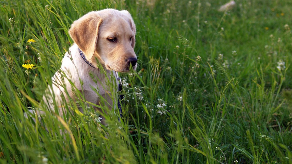 Illustration : "Les gendarmes sauvent un Labrador abandonné depuis dix jours dans sa propre maison ! "