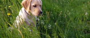 Illustration : "Les gendarmes sauvent un Labrador abandonné depuis dix jours dans sa propre maison ! "