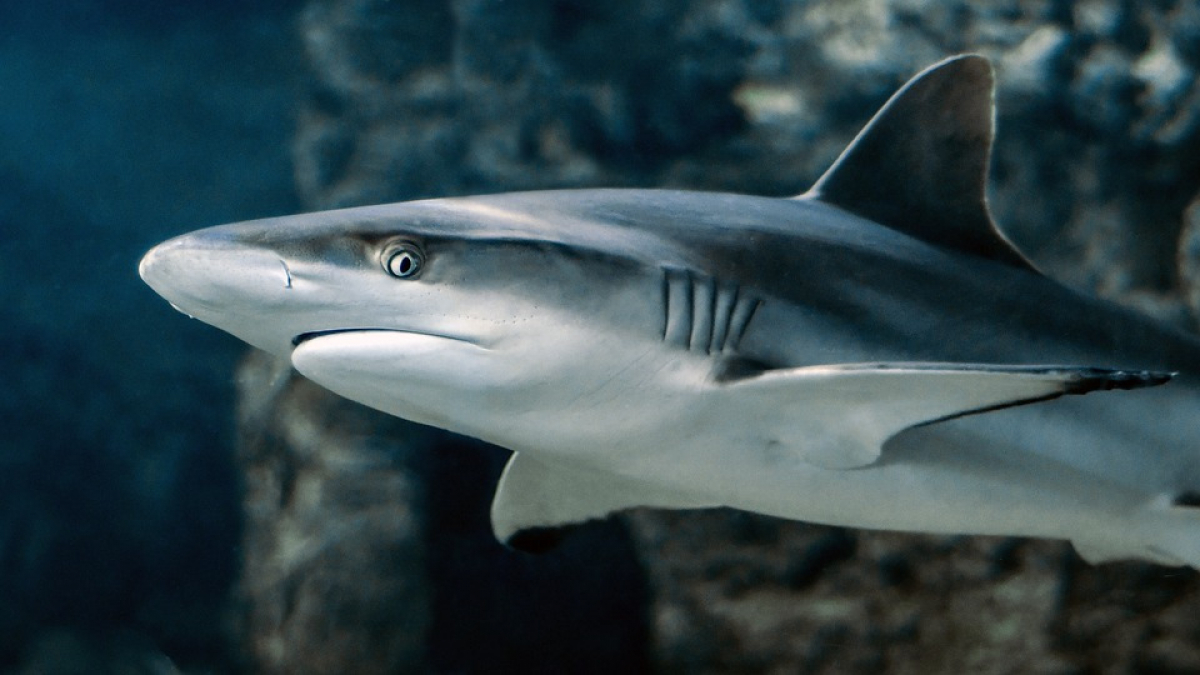 Illustration : "Un Pitbull sauve son maître d’une attaque de requin !"