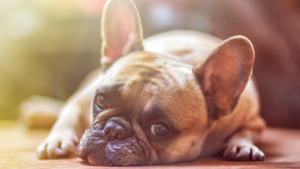 Illustration : "Un traitement contre le cancer du sein, pour soigner les chiens souffrant de cancer du poumon ?"
