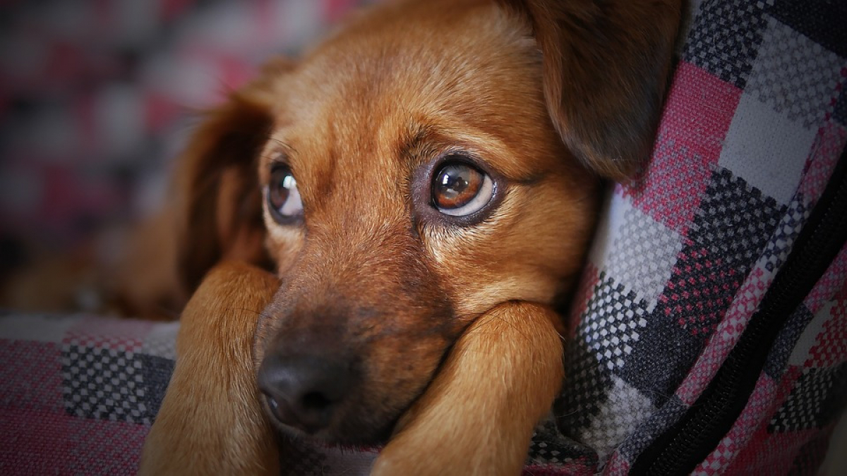 Illustration : "Les chiens communiqueraient mieux leur détresse que les chats selon cette étude"