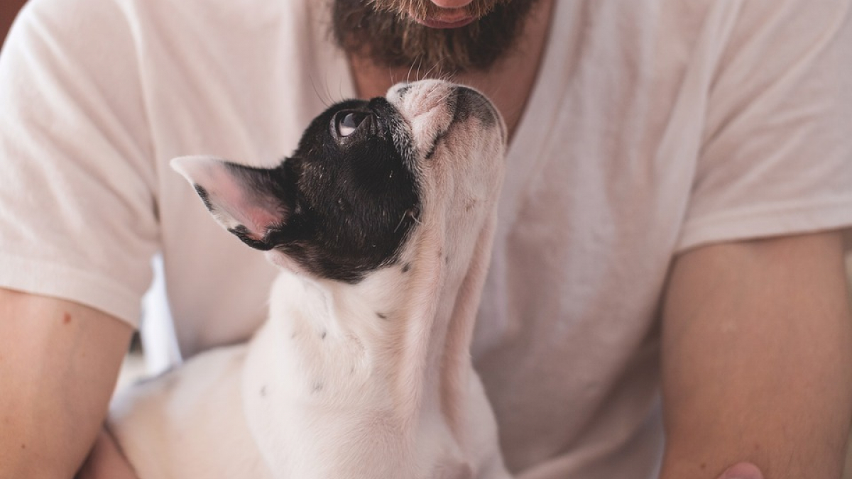 Illustration : "Selon cette étude, les propriétaires de chiens vivraient plus longtemps que les gens sans animaux !"