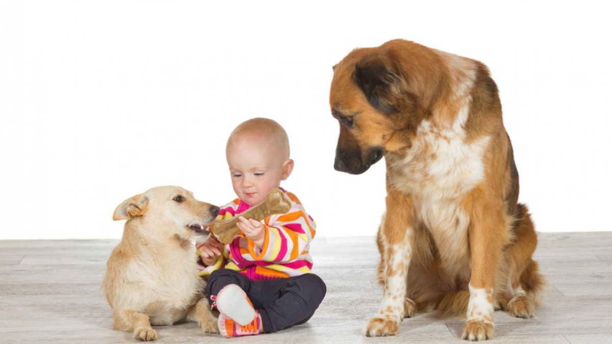 Illustration : "Socialement parlant, un chien aurait l'intelligence d'un bébé humain ! "