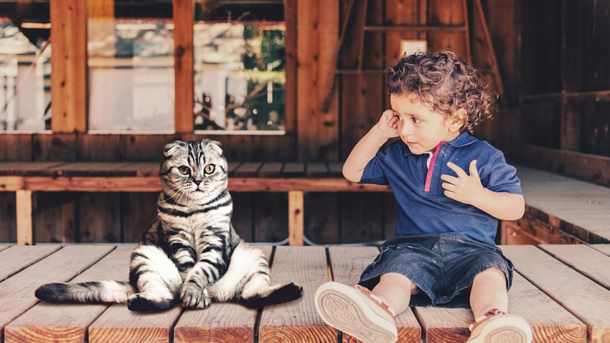 Illustration : "Non il n'existe aucun lien entre le fait d’avoir un chat et une quelconque maladie mentale, selon cette étude"