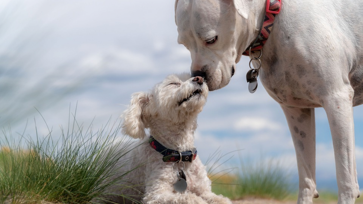 Illustration : "Les chiens adorent partager, c’est la science qui le dit"
