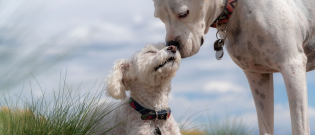 Illustration : "Les chiens adorent partager, c’est la science qui le dit"