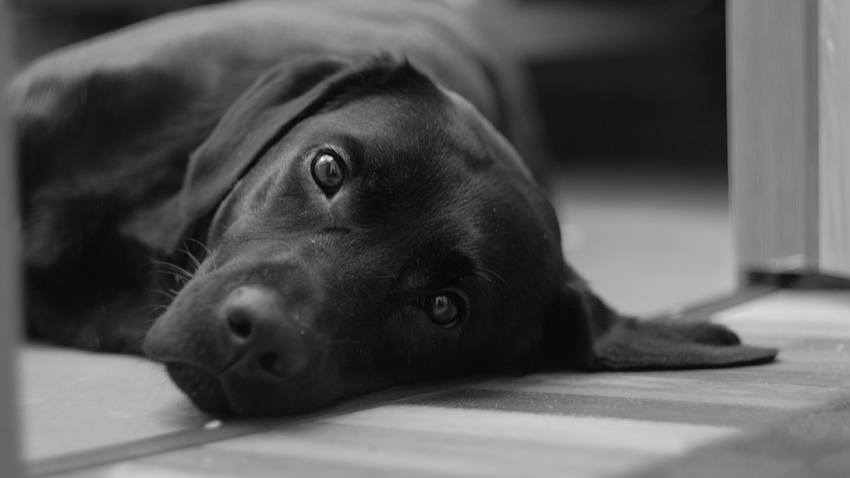 Illustration : "La personnalité du chien change bel et bien et c'est notre faute ! "