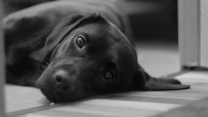 Illustration : "La personnalité du chien change bel et bien et c'est notre faute ! "