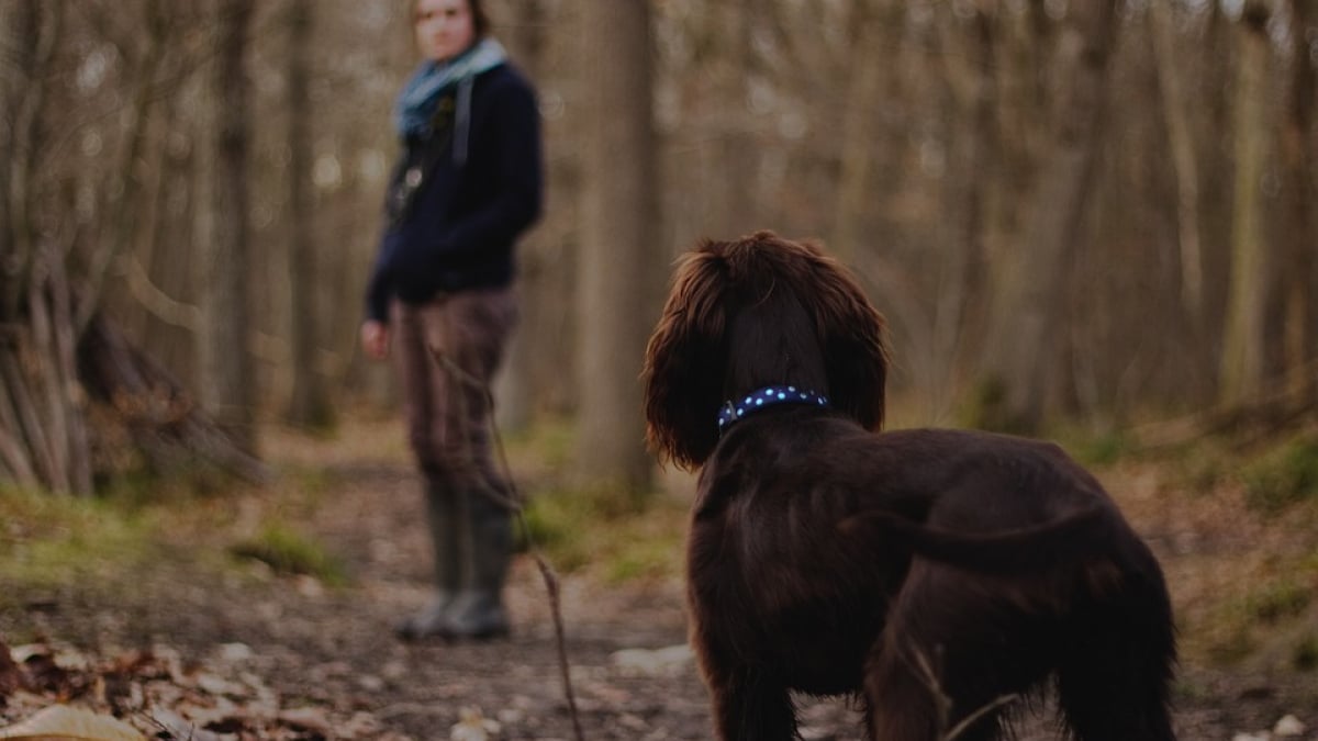 Illustration : "3 kilomètres, 34 minutes en moyenne, une étude confirme les bienfaits de balader son chien"