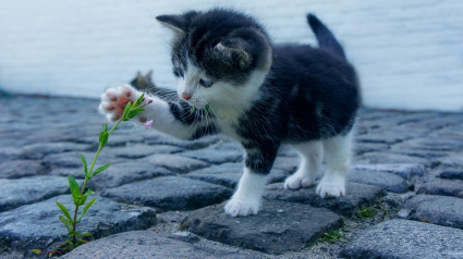 Illustration : Les chats plutôt droitiers ou gauchers ? Cela dépendrait de leur sexe