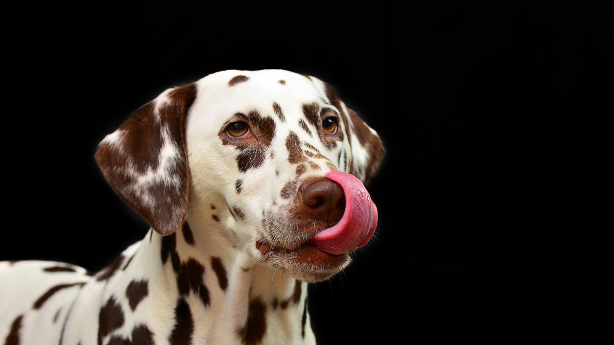 Illustration : "Si votre chien se lèche la bouche devant vous, c'est qu'il sent votre négativité, d'après cette étude !"