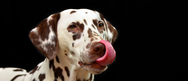 Si Votre Chien Se Leche La Bouche Devant Vous C Est Qu Il Sent Votre Negativite D Apres Cette Etude Si Votre Chien Se Leche La Bouche Devant Vous C Est Qu Il Sent Votre Negativite D Apres Cette Etude