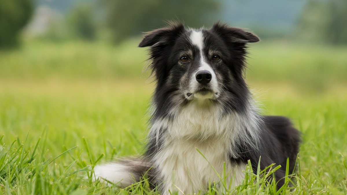 Illustration : "Il porte plainte contre la SPA pour récupérer son chien… adopté par une autre famille"