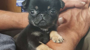 Illustration : Sauvetage d'un chiot de 5 semaines, il était enfermé dans un sac en plastique ! 