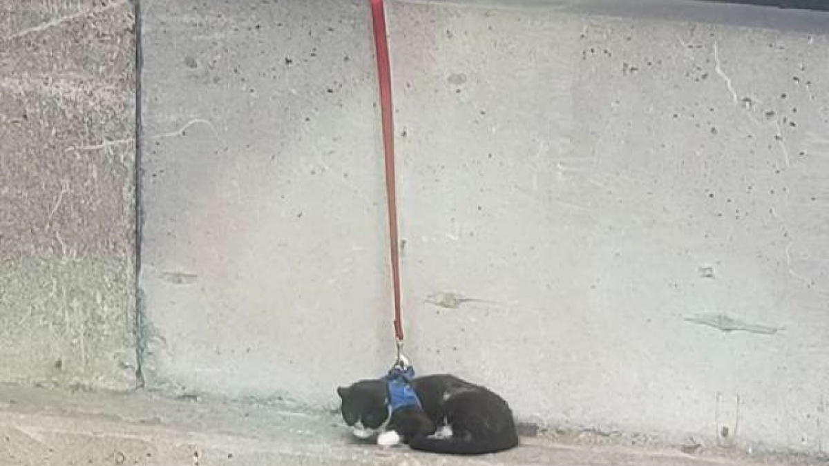 Illustration : "Sauvetage d’un chat coincé sur un pont, perché à 90 mètres au-dessus du vide"