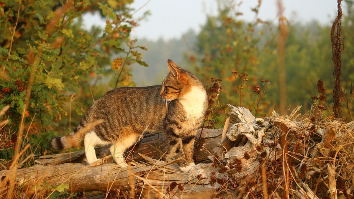 Illustration : "Colère suite à la découverte du cadavre d’un chat dépecé en pleine rue !"