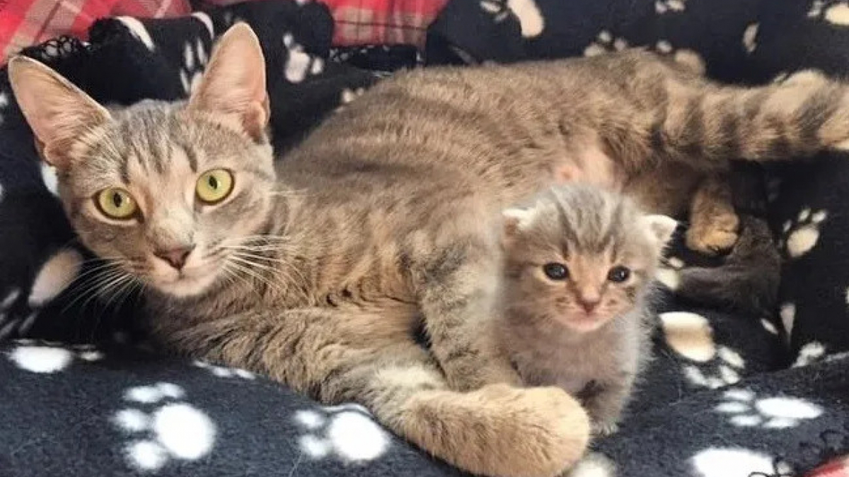 Illustration : "Elle ne pouvait pas s'occuper du dernier de ses chatons à ses débuts, aujourd'hui cette chatte errante est la maman parfaite !  "