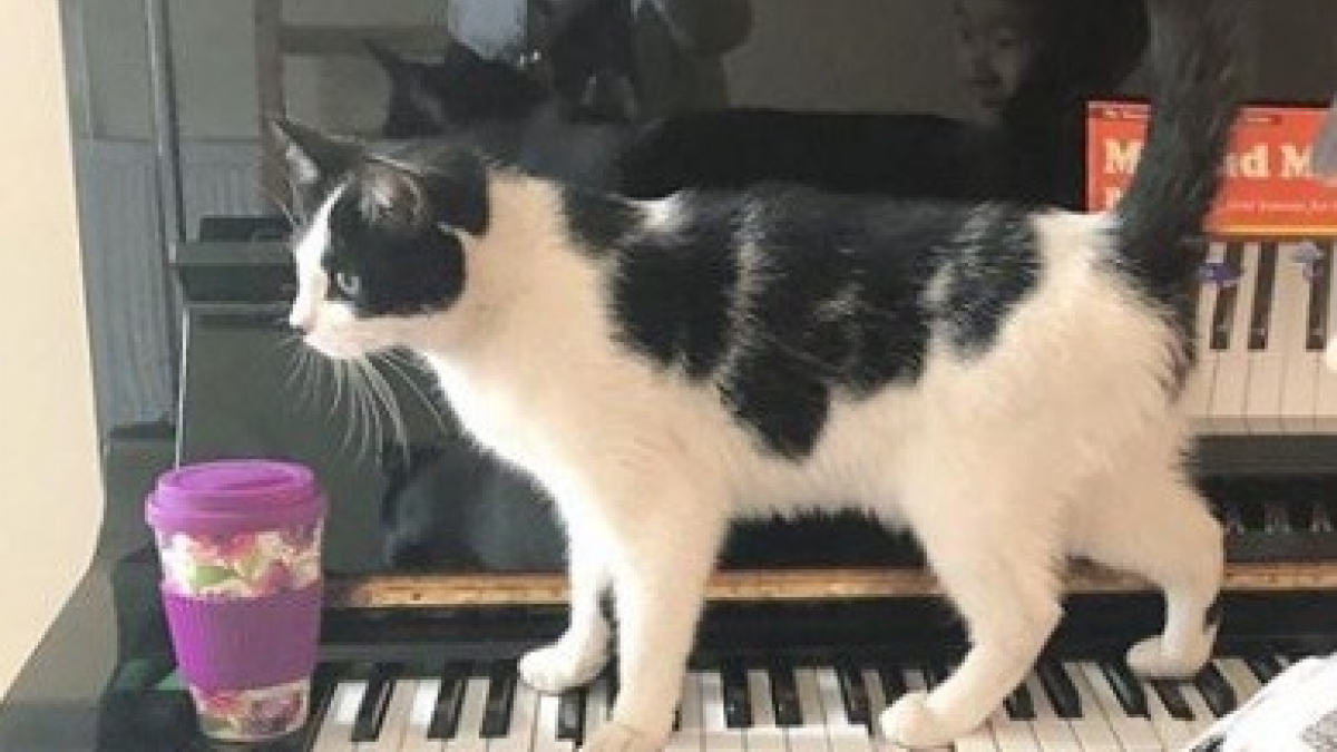 Illustration : "Pendant ses cours de piano, un chat a l'art et la manière d'attirer l'attention !"