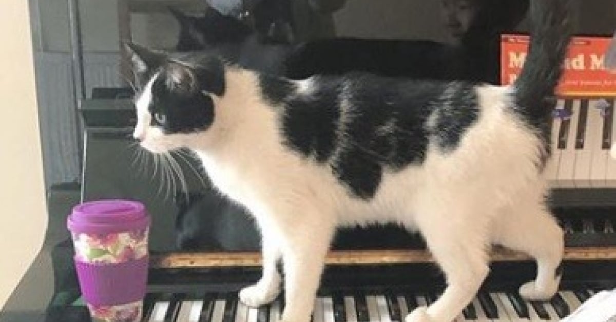 Pendant Ses Cours De Piano Un Chat A L Art Et La Maniere D Attirer L Attention Pendant Ses Cours De Piano Un Chat A L Art Et La Maniere D Attirer L Attention
