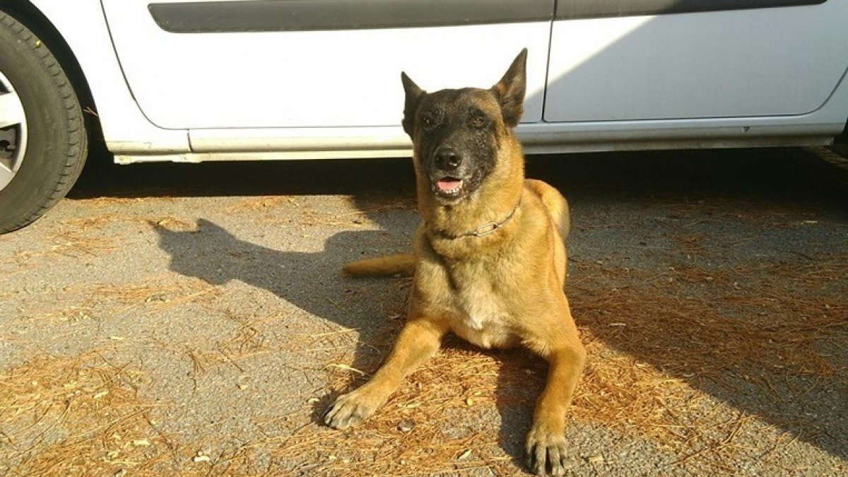 Illustration : "Une femme suicidaire sauvée par Gibson, un chien gendarme !"