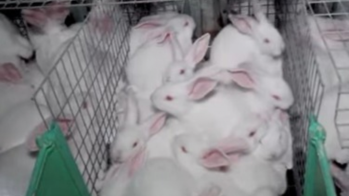 Illustration : "Une vidéo choquante montre des milliers de lapins entassés dans un élevage intensif"