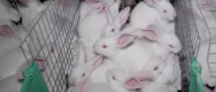 Illustration : "Une vidéo choquante montre des milliers de lapins entassés dans un élevage intensif"