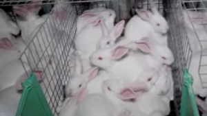 Illustration : "Une vidéo choquante montre des milliers de lapins entassés dans un élevage intensif"