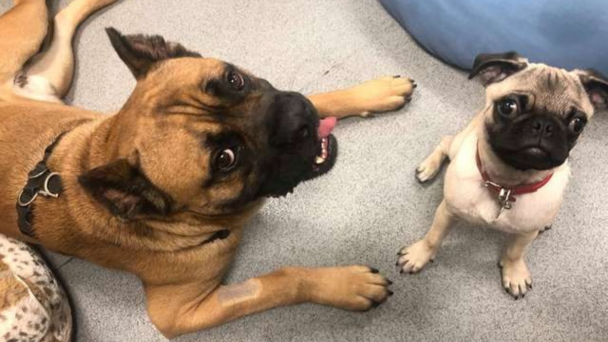 Illustration : "Quand un tout petit chien redonne confiance à son énorme nouveau copain !"