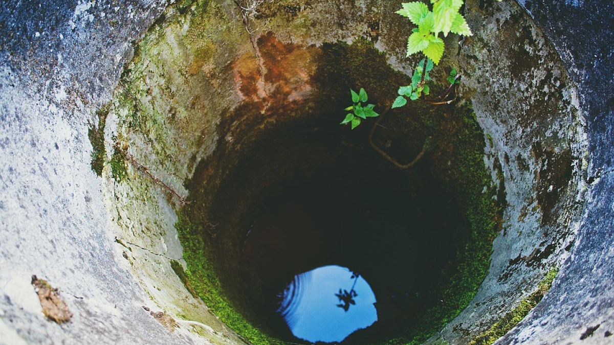 Illustration : "Une chienne tombe dans un puits et y survit quelques jours avant d’être secourue !"
