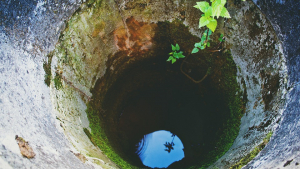 Illustration : Une chienne tombe dans un puits et y survit quelques jours avant d’être secourue !