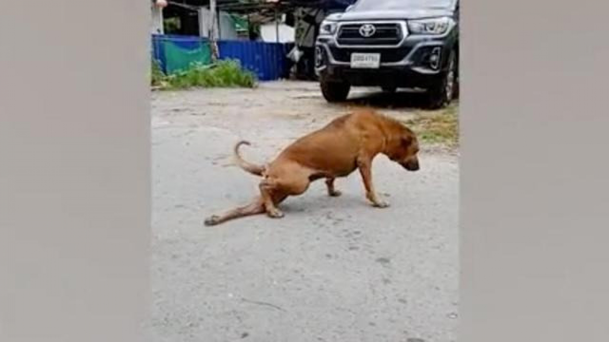 Illustration : "Ce chien errant fait semblant d’avoir la patte cassée pour amadouer les passants"