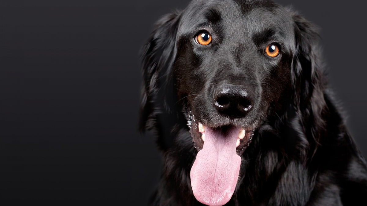 Illustration : "Après un séjour à l’hôpital, il apprend que ses 17 chiens ont été adoptés !"