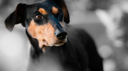 Illustration : Un homme frappe son chien puis tente de le noyer, la police l'interpelle ! 