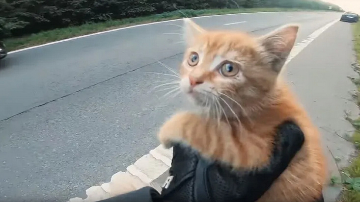 Illustration : "(Vidéo) Il sauve la vie d’un chaton, allongé en plein milieu d’une autoroute !"
