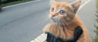 Illustration : "(Vidéo) Il sauve la vie d’un chaton, allongé en plein milieu d’une autoroute !"